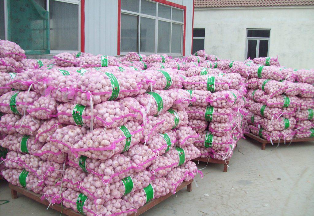 專業(yè)大蒜加工與進出口服務(wù)，工廠直供，規(guī)格齊全